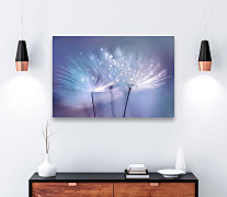 Obraz Púpavy zs1255